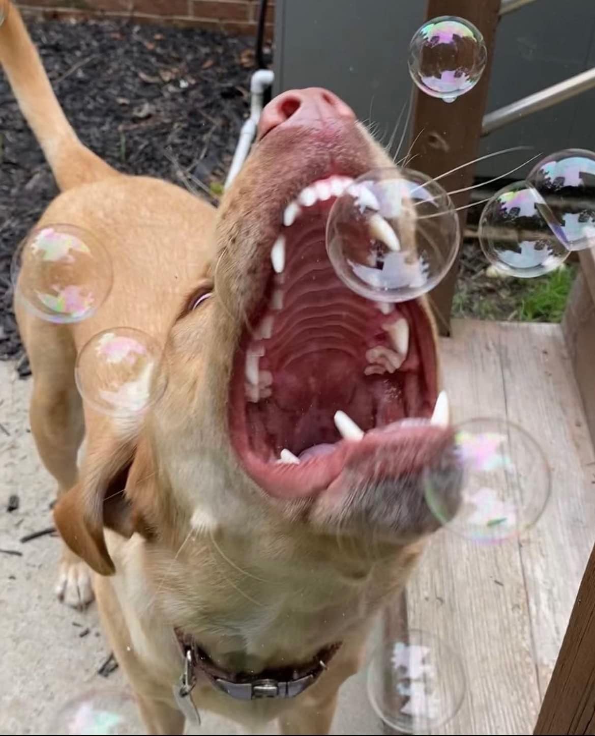 Bubble Lick