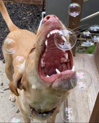 Bubble Lick